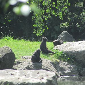 Dublin Zoo - Sulawesi crested macaques