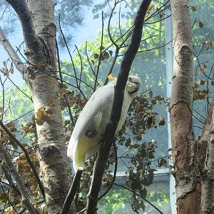 Dublin Zoo - Citron-crested cockatoo