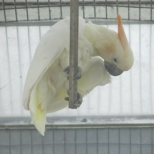 Dublin Zoo - Citron-crested cockatoo