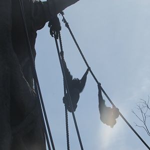 Dublin Zoo - Siamangs