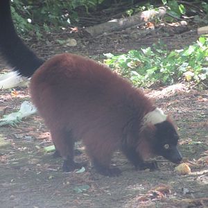 Dublin Zoo - Red-ruffed lemur