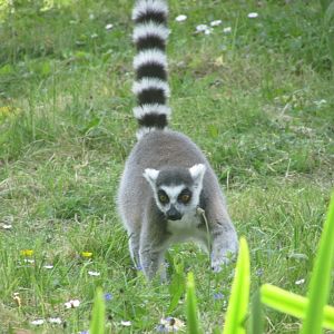 Dublin Zoo - Ring-tailed lemur