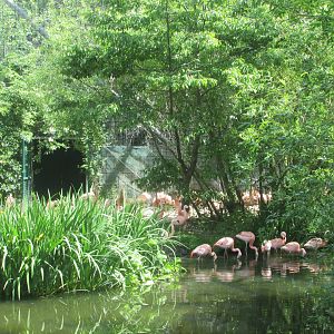 Dublin Zoo - Chilean flamingos