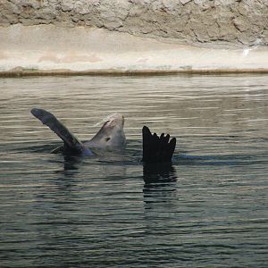 Dublin Zoo - California sea lion