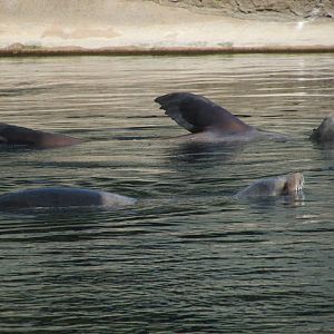 Dublin Zoo - California sea lion