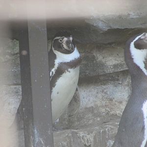 Dublin Zoo - Humdbolt penguins