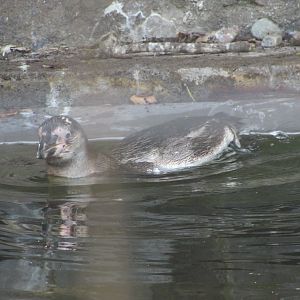 Dublin Zoo - Humdbolt penguin