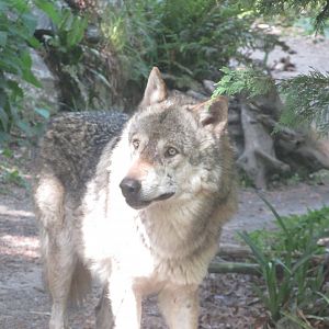 Dublin Zoo - Grey wolf