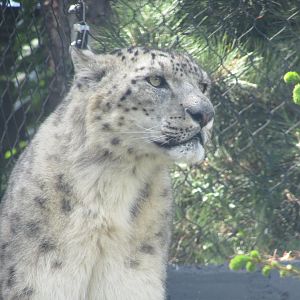 Dublin Zoo - Snow leopard