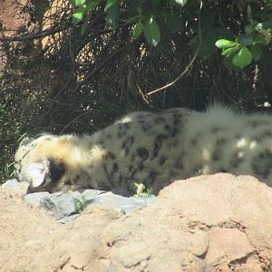 Dublin Zoo - Sleeping snow leopard
