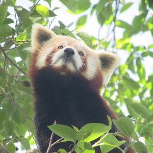 Dublin Zoo - Red panda