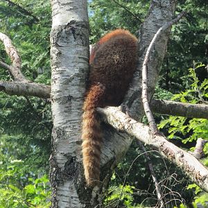 Dublin Zoo - Another red panda