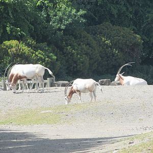 Dublin Zoo - Scimitar-horned oryx