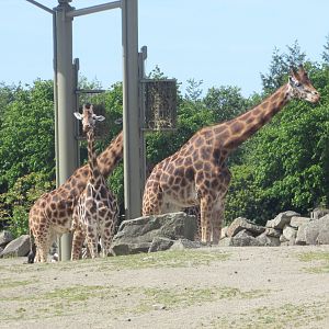 Dublin Zoo - Giraffes