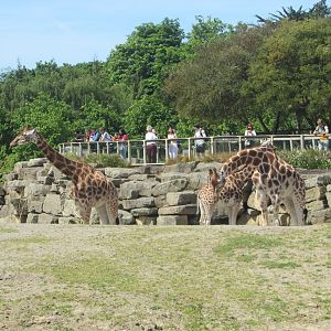 Dublin Zoo - Giraffes