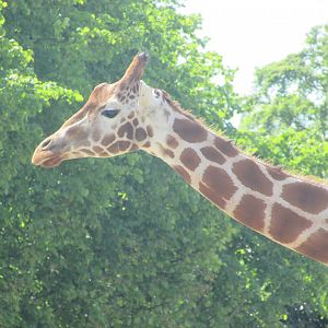 Dublin Zoo - Generic giraffe