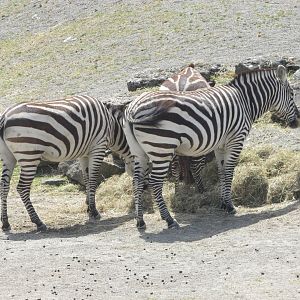Dublin Zoo - Grant's zebras