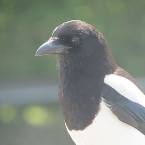 Wild Eurasian magpie