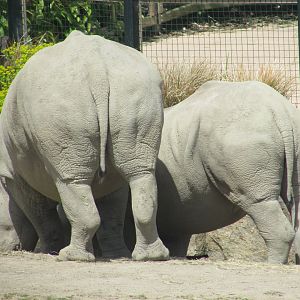 Dublin Zoo - Southern white rhino and calf