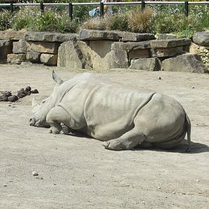 Dublin Zoo - Southern white rhino