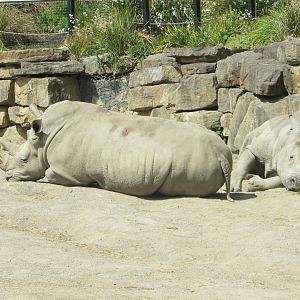 Dublin Zoo - Southern white rhinos