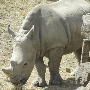 Dublin Zoo - Southern white rhino calf