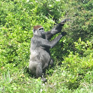 Dublin Zoo - Western lowland gorilla