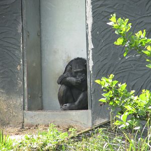 Dublin Zoo - Western chimpanzee