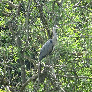 Wild grey heron