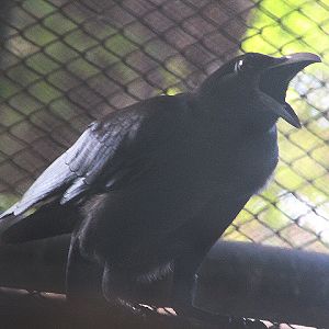 Slender-billed crow (Corvus enca enca)