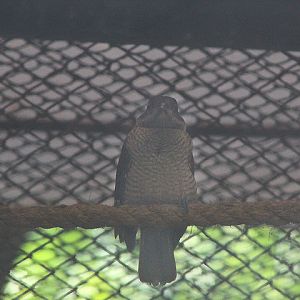 King bird-of-paradise (Cicinnurus regius regius)