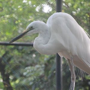 Eastern great egret (Ardea alba modesta)