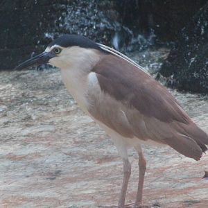 Australasian nankeen night heron (Nycticorax caledonicus australasiae)