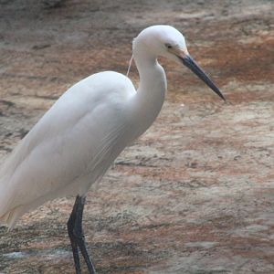Sunda little egret (Egretta garzetta nigripes)