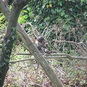 Dublin Zoo - White-naped mangabey
