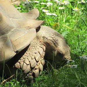 Dublin Zoo - African spurred tortoise