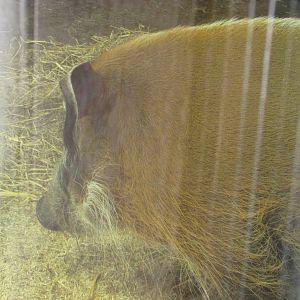 Dublin Zoo - Red river hog