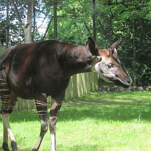 Dublin Zoo - Male okapi