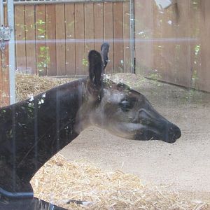 Dublin Zoo - Female okapi