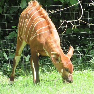 Dublin Zoo - Bongo calf