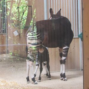Dublin Zoo - Baby okapi!!!