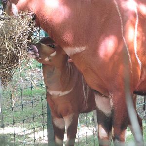 Dublin Zoo - Bongo calf