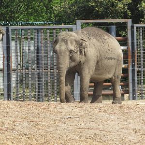Dublin Zoo - Asian elephant