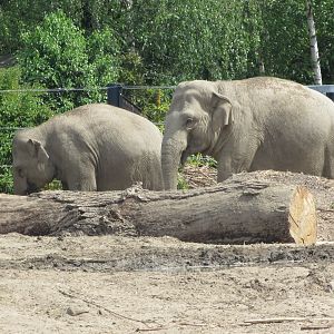 Dublin Zoo - Asian elephants