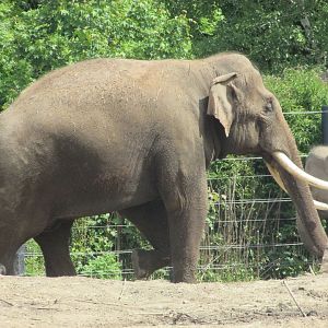 Dublin Zoo - Aung Bo