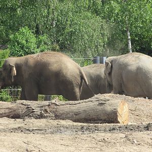 Dublin Zoo - Asian elephants