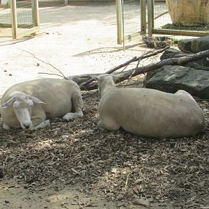 Dublin Zoo - Shorn sheep