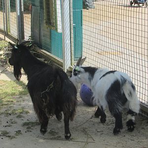 Dublin Zoo - Pygmy goats