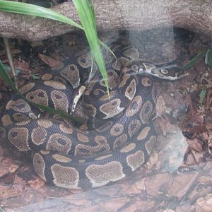 Dublin Zoo - Ball python