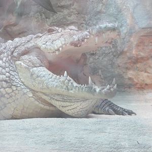 Dublin Zoo - West African crocodile